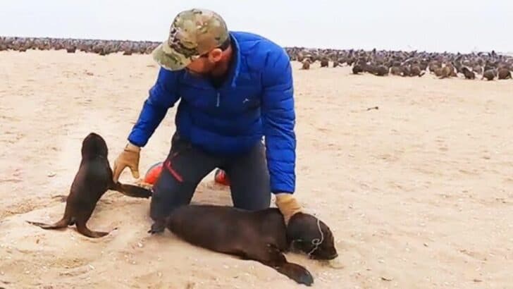 Watch How This Baby Seal Protects Its Friend From Rescuer