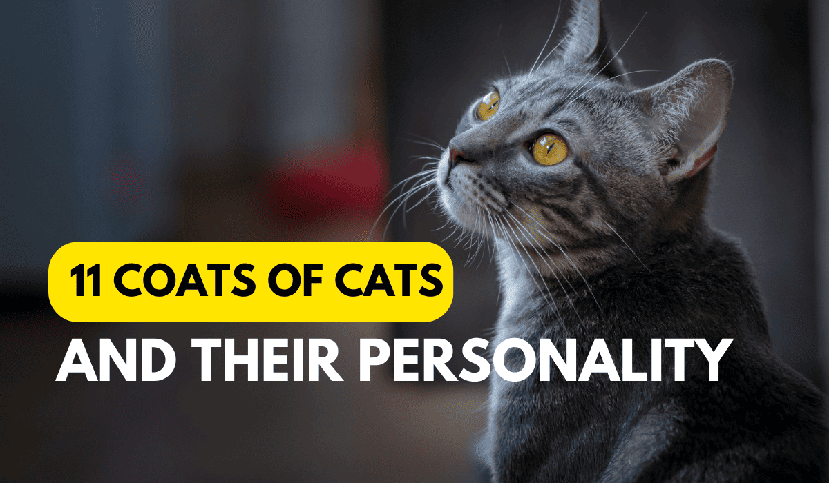 coats of cats and their personality