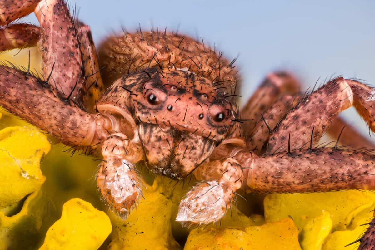 Crab Spider