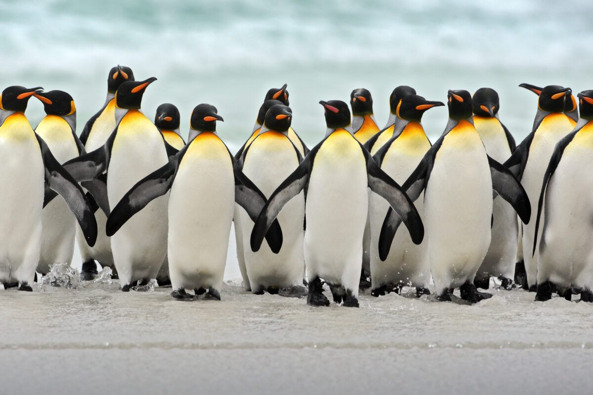 Group of king penguins 