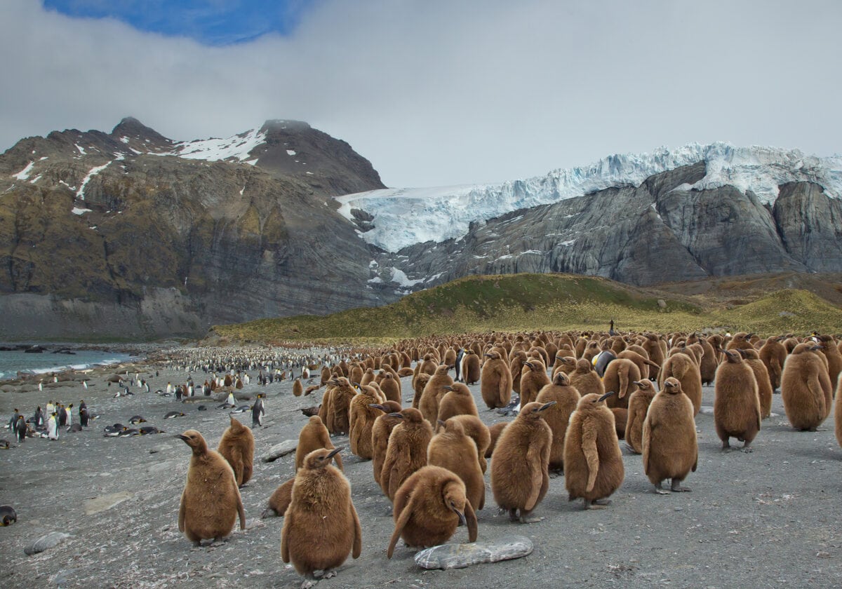 Large colony of young king penguins Image
