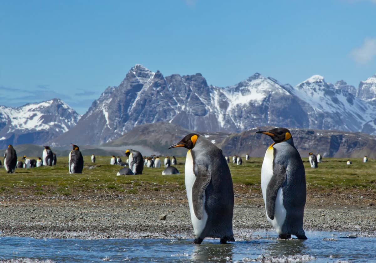 Pair of king penguins walking
