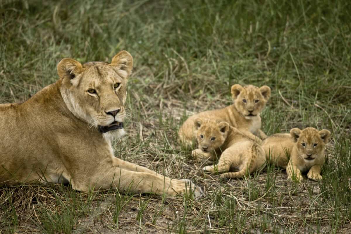 Tiny lion cubs with mother.
