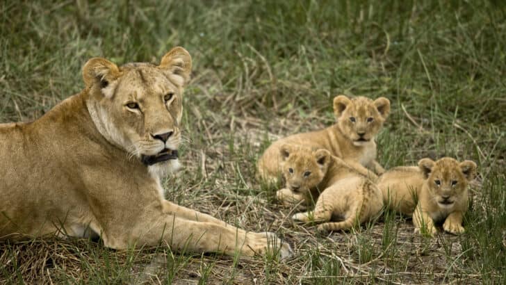 Adorable Lion Cubs Struggle to Keep Pace with Their Mother