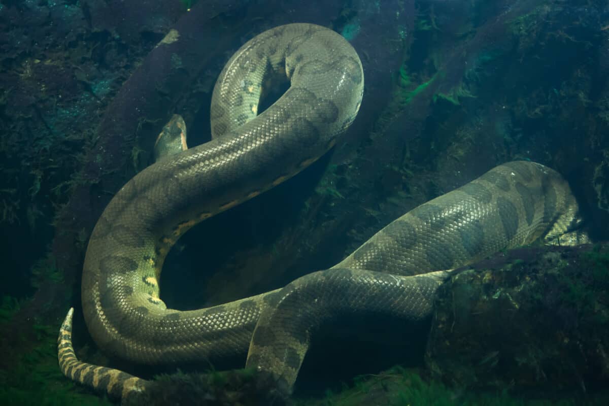 Green anaconda (Eunectes murinus). 