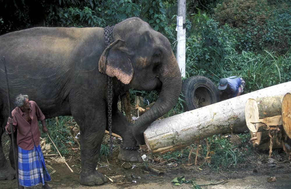 elephant working
