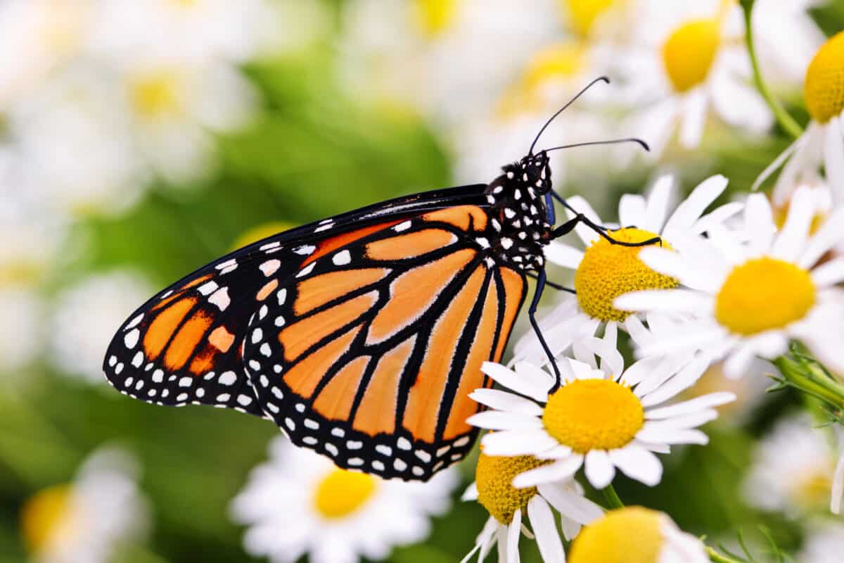 Monarch butterfly