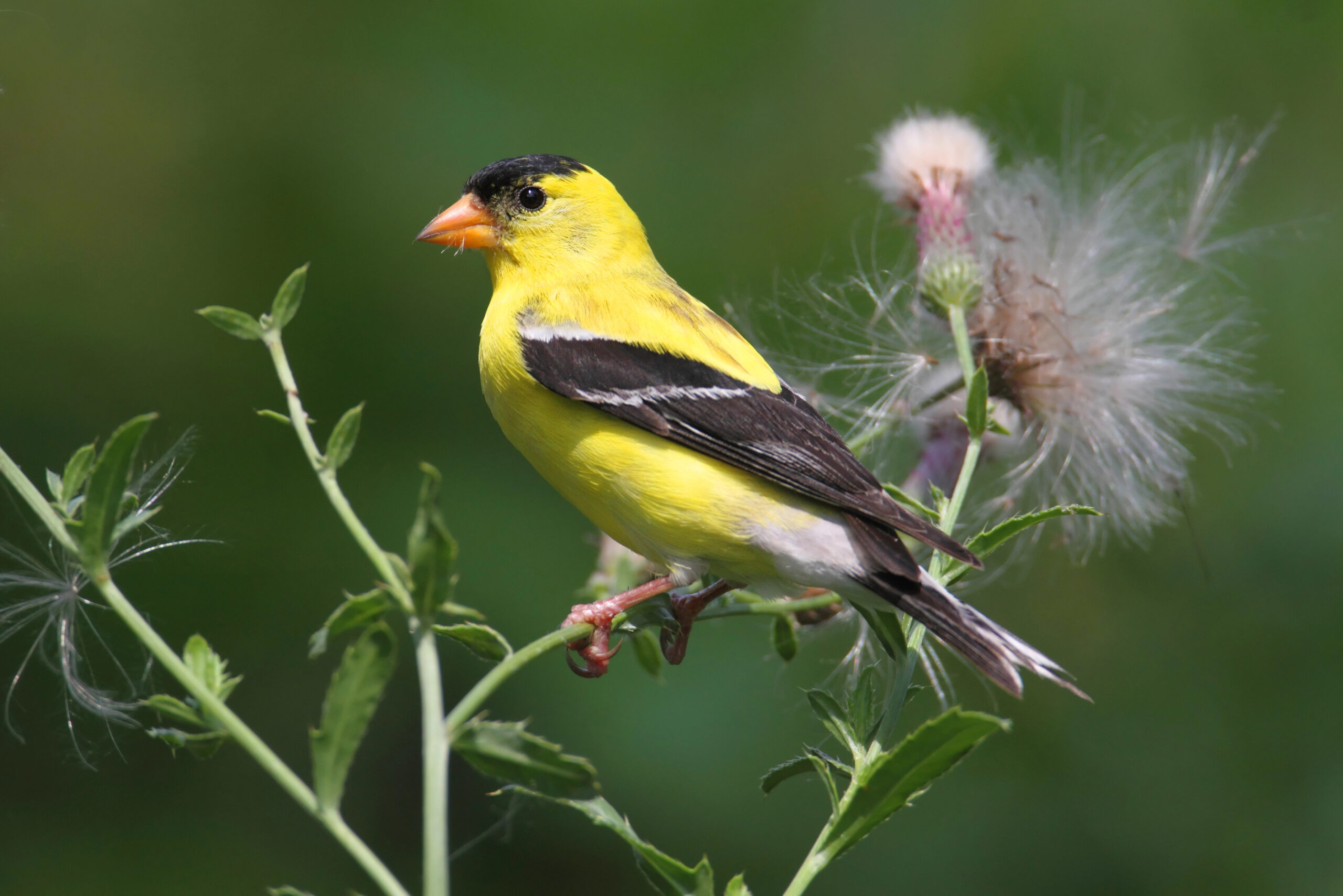 American Goldfinch.