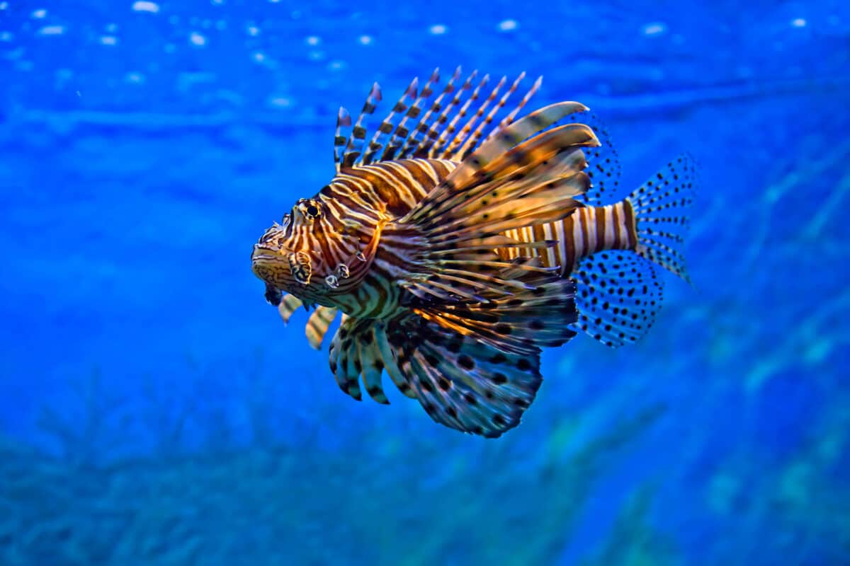 Lion fish swimming under water 