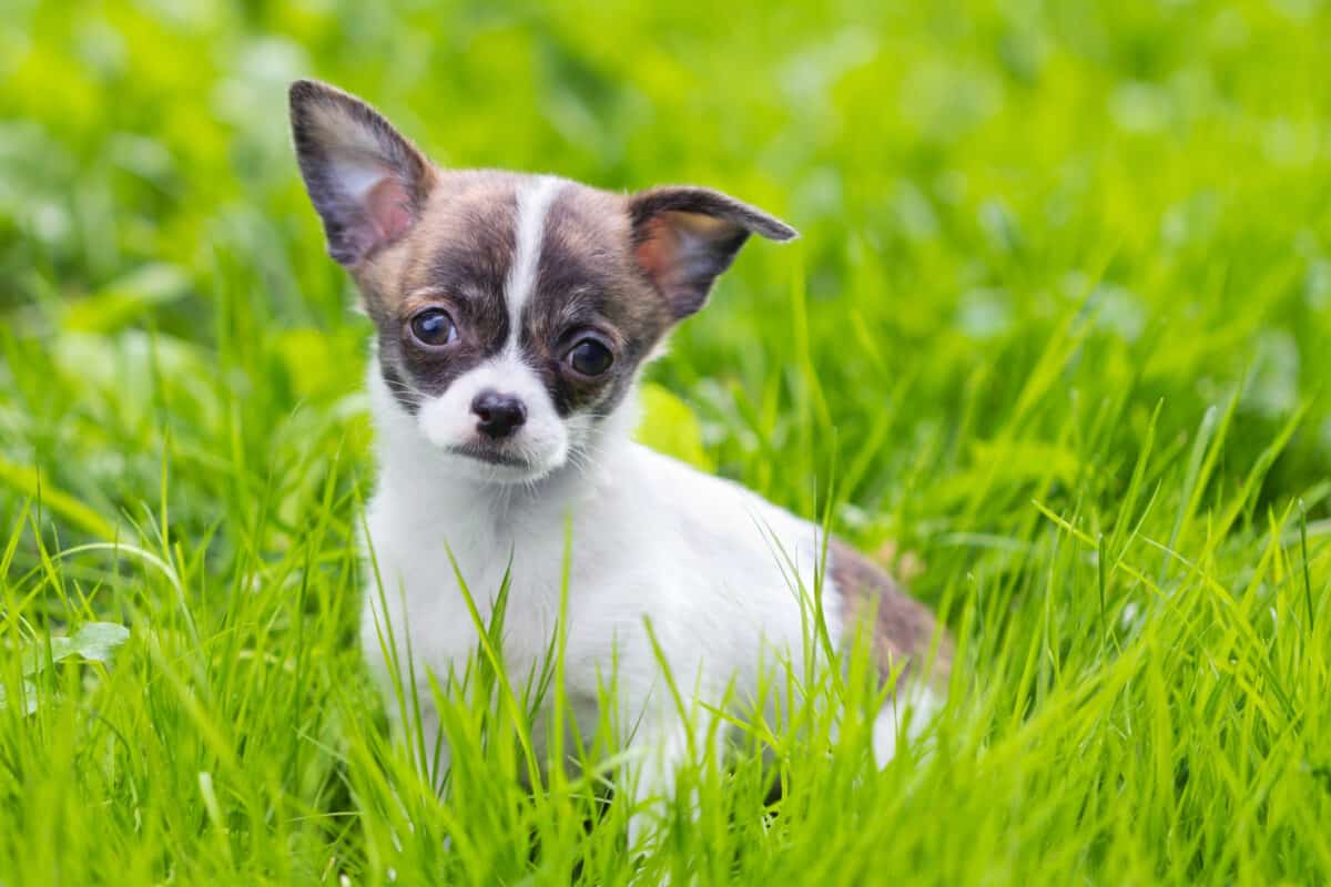 Puppy chihuahua