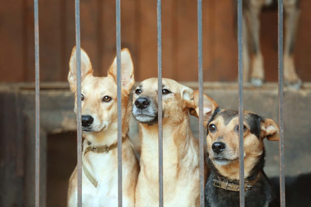 Homeless dogs in animal shelter cage.