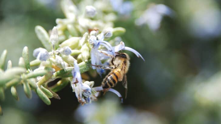 Why Bees Are Vanishing—and What It Means for Humans