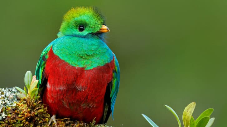The Mythical Resplendent Quetzal of Central America