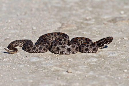 Discover Where Rattlesnakes Make Dens
