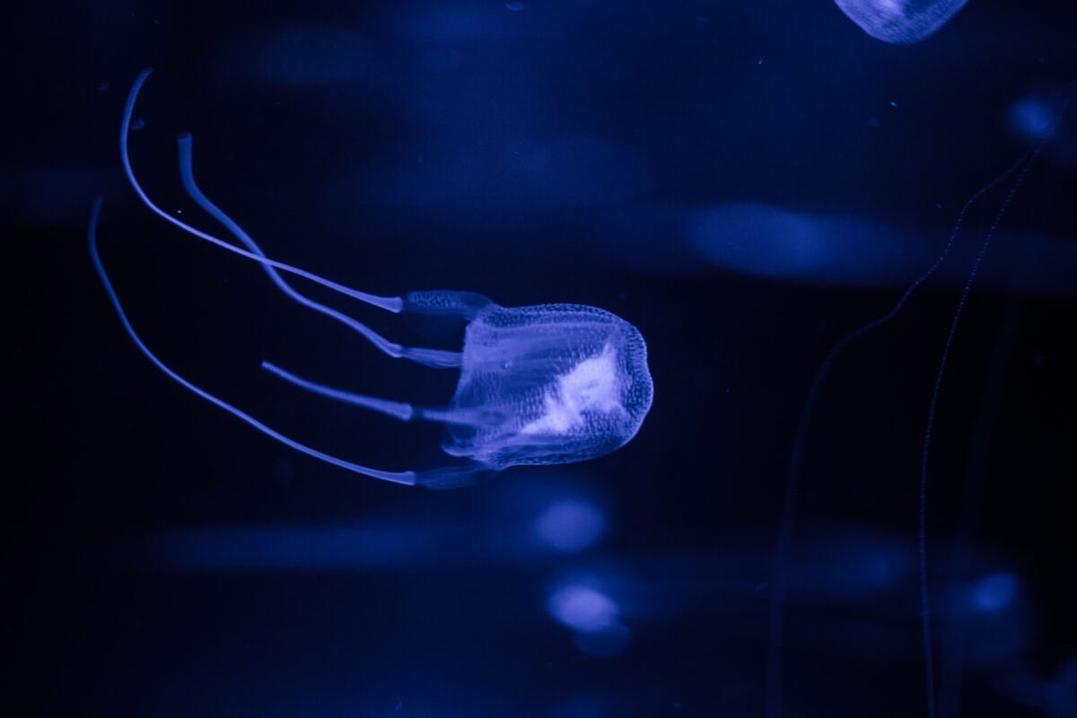 box jellyfish