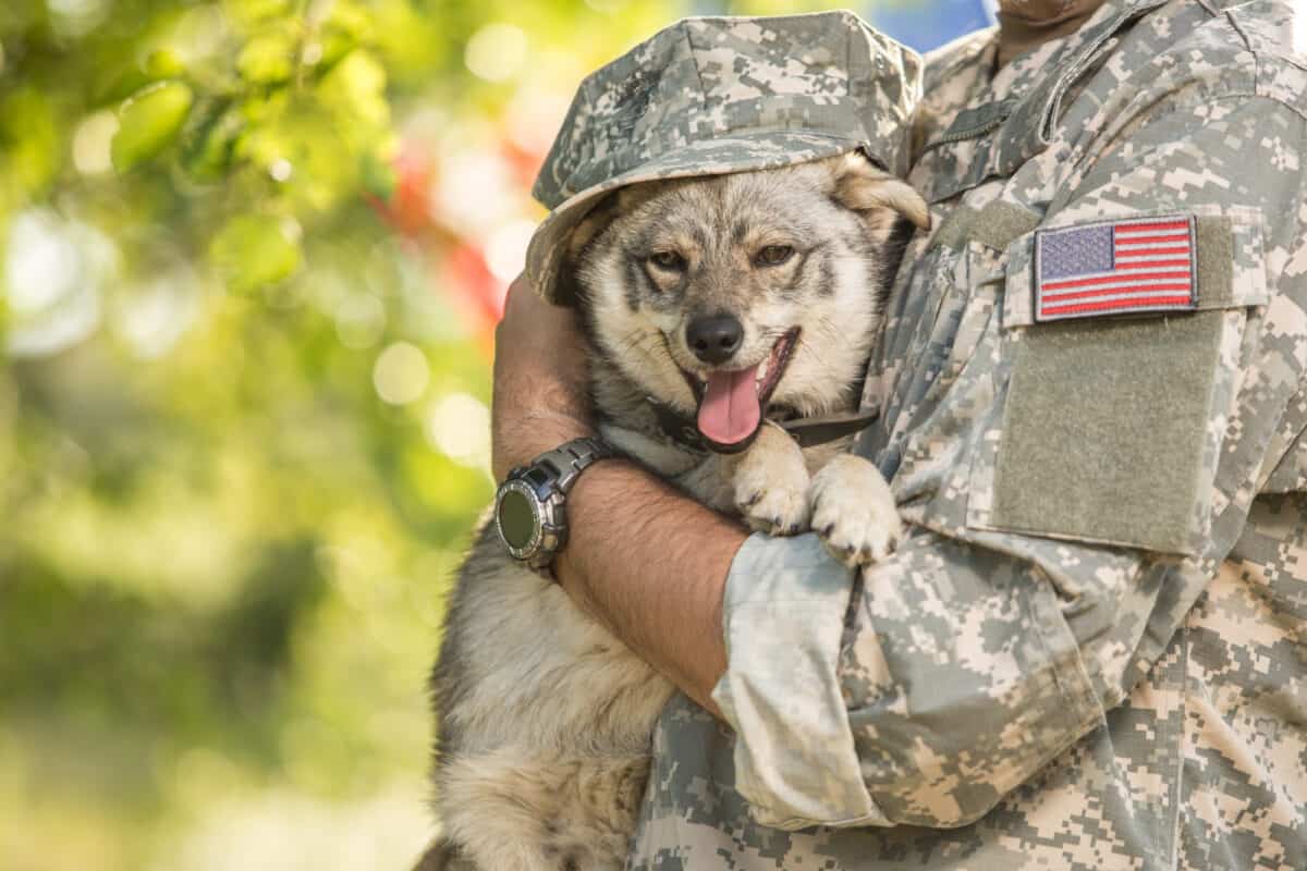 military dog