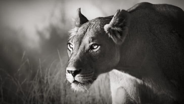 Watch: An Impala Tries Jumping Over Lions in a Desperate Attempt to Escape