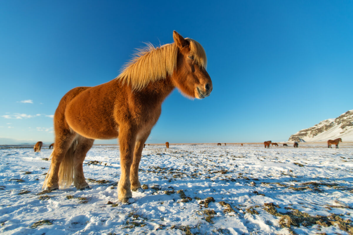 Icelandic Horse