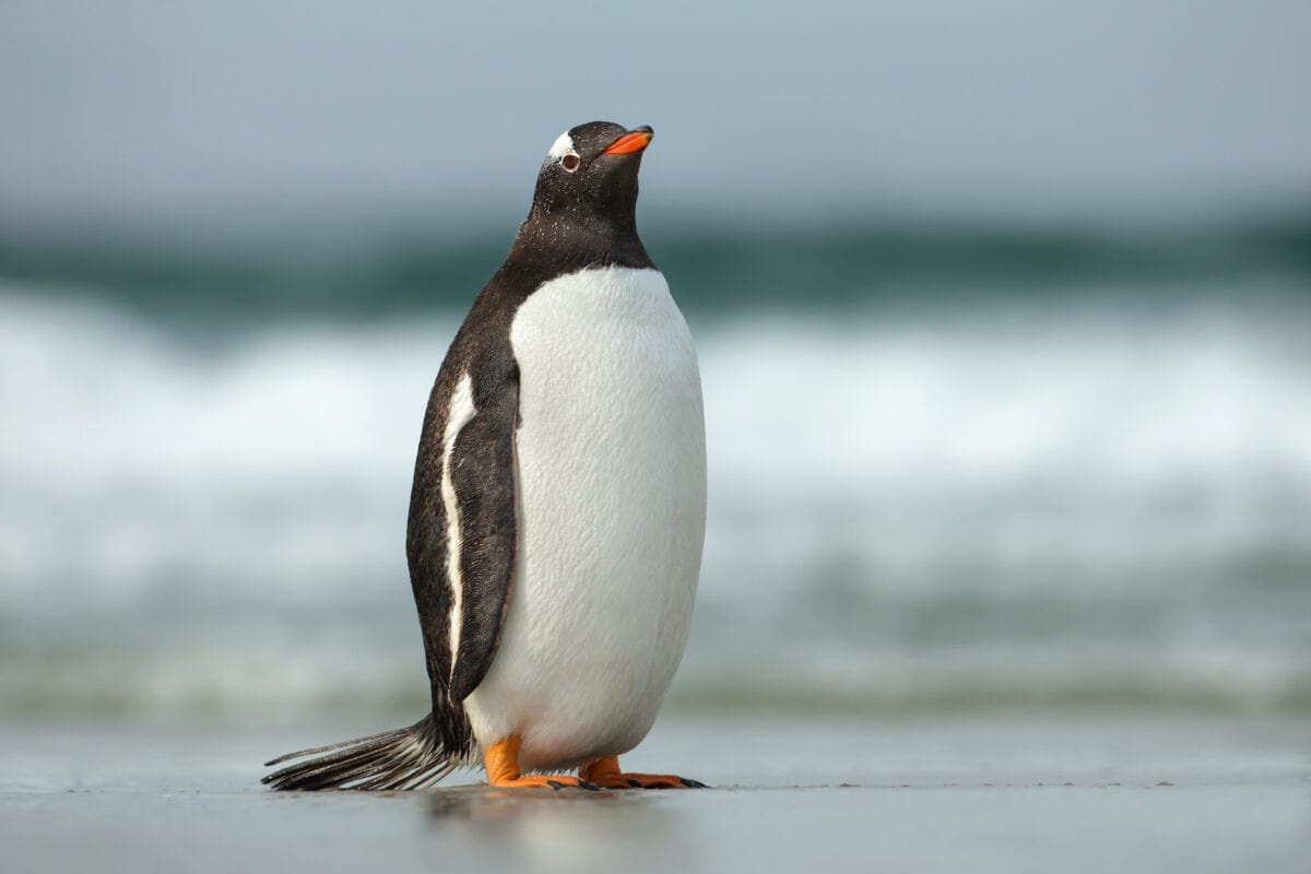 Gentoo penguin standing on a sandy ocean coast off Falkland islands.