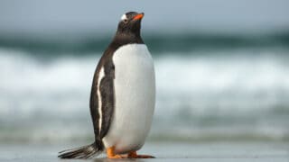Gentoo penguin standing on a sandy ocean coast off Falkland islands.