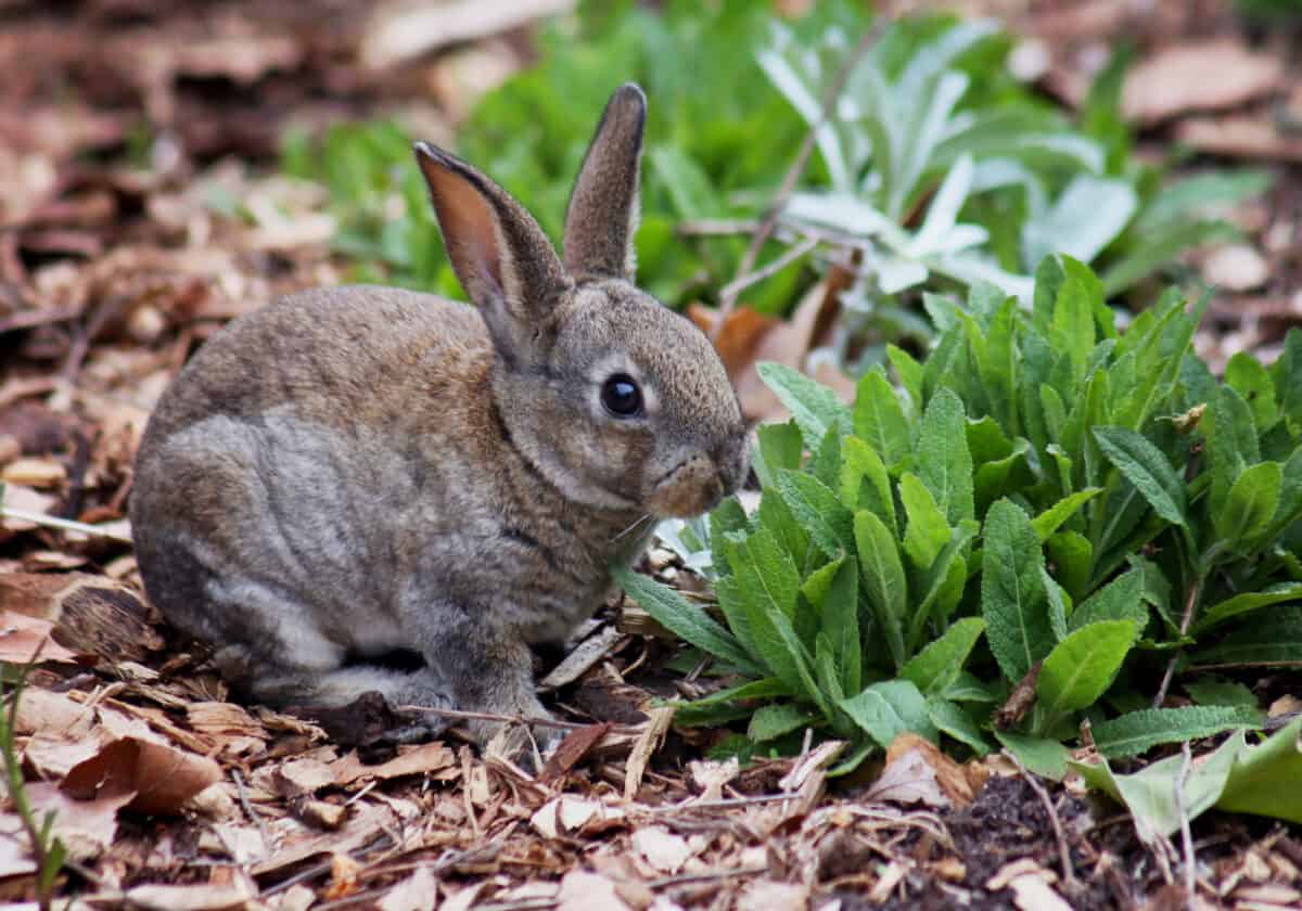 Little bunny eating leaves. 