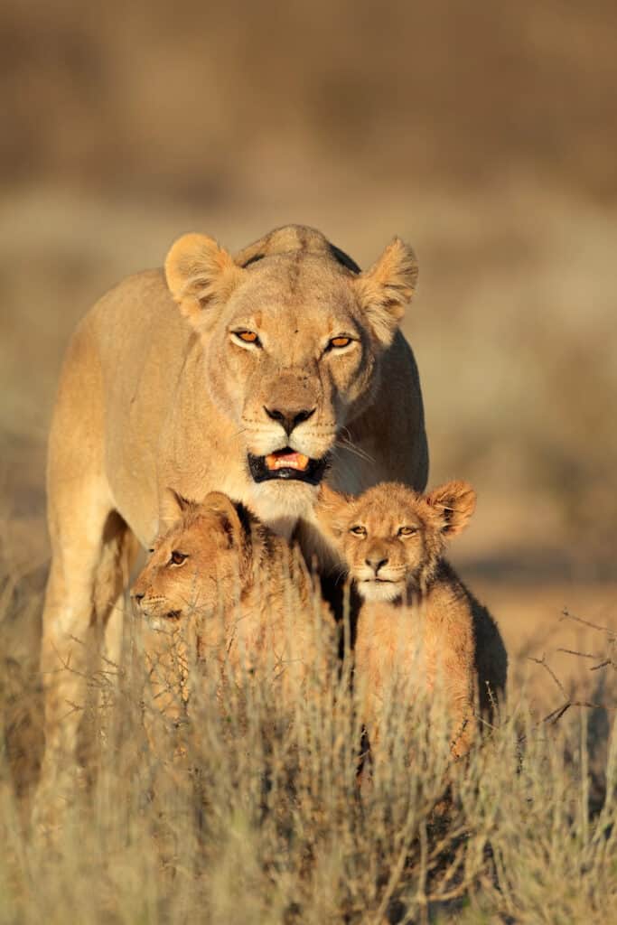 Adorable lion cubs with mom.
