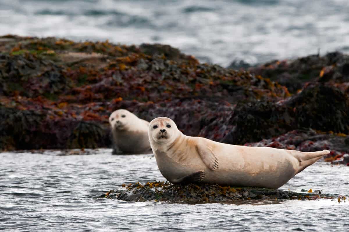 seals