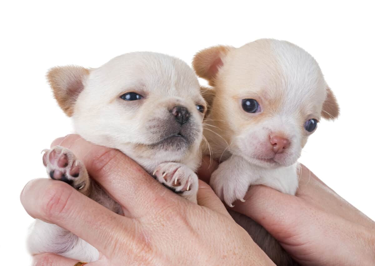 puppies chihuahua in front of white background. 