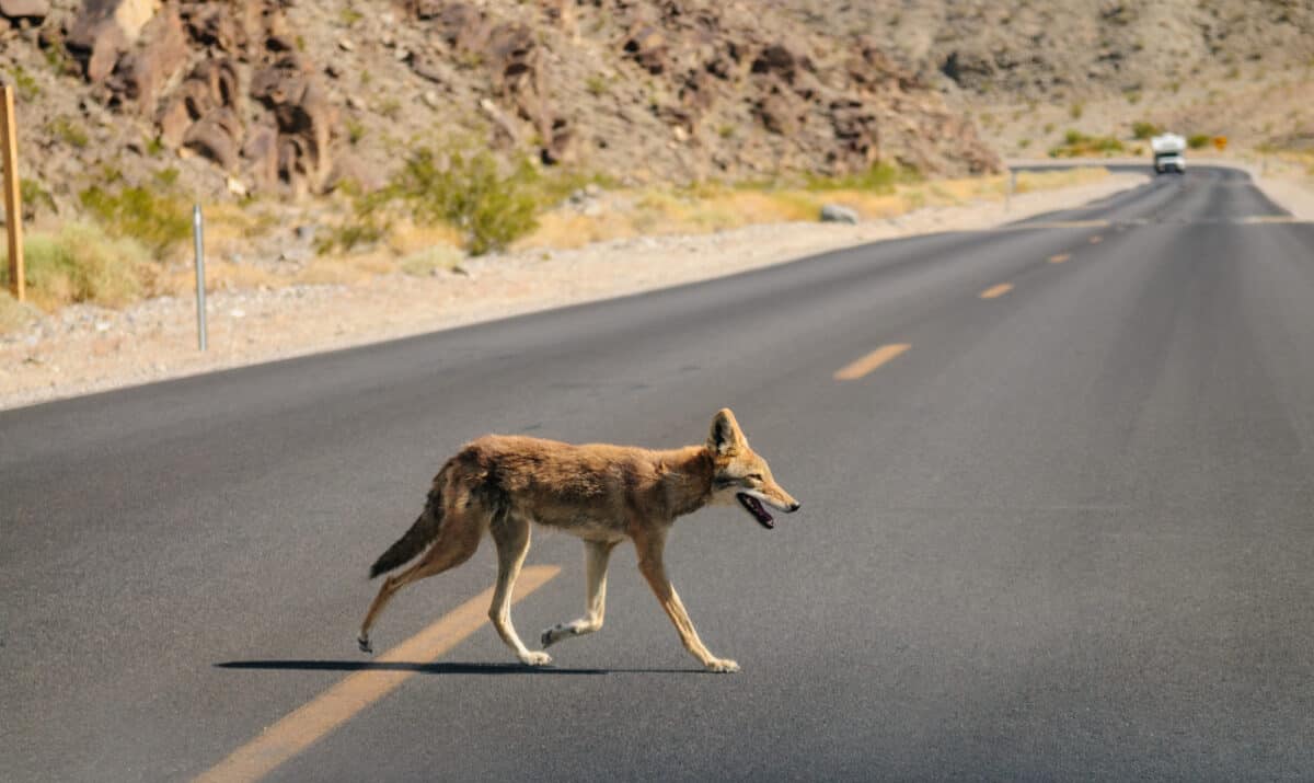 A lone coyote crossing the road on an early August summer's day in Death Valley National Park. 