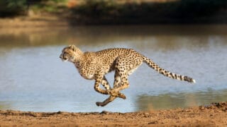animals that would beat you in a race
