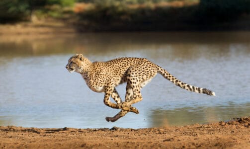 The Fastest Animal on Earth: So, How Quick Are Cheetahs?