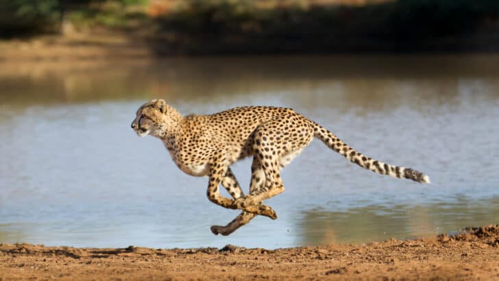 The Fastest Animal on Earth: So, How Quick Are Cheetahs?