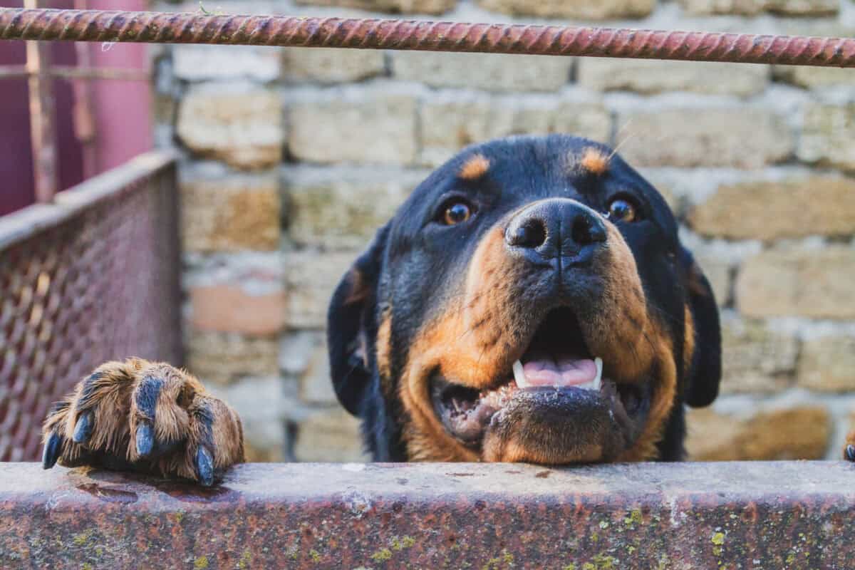 rottweiler