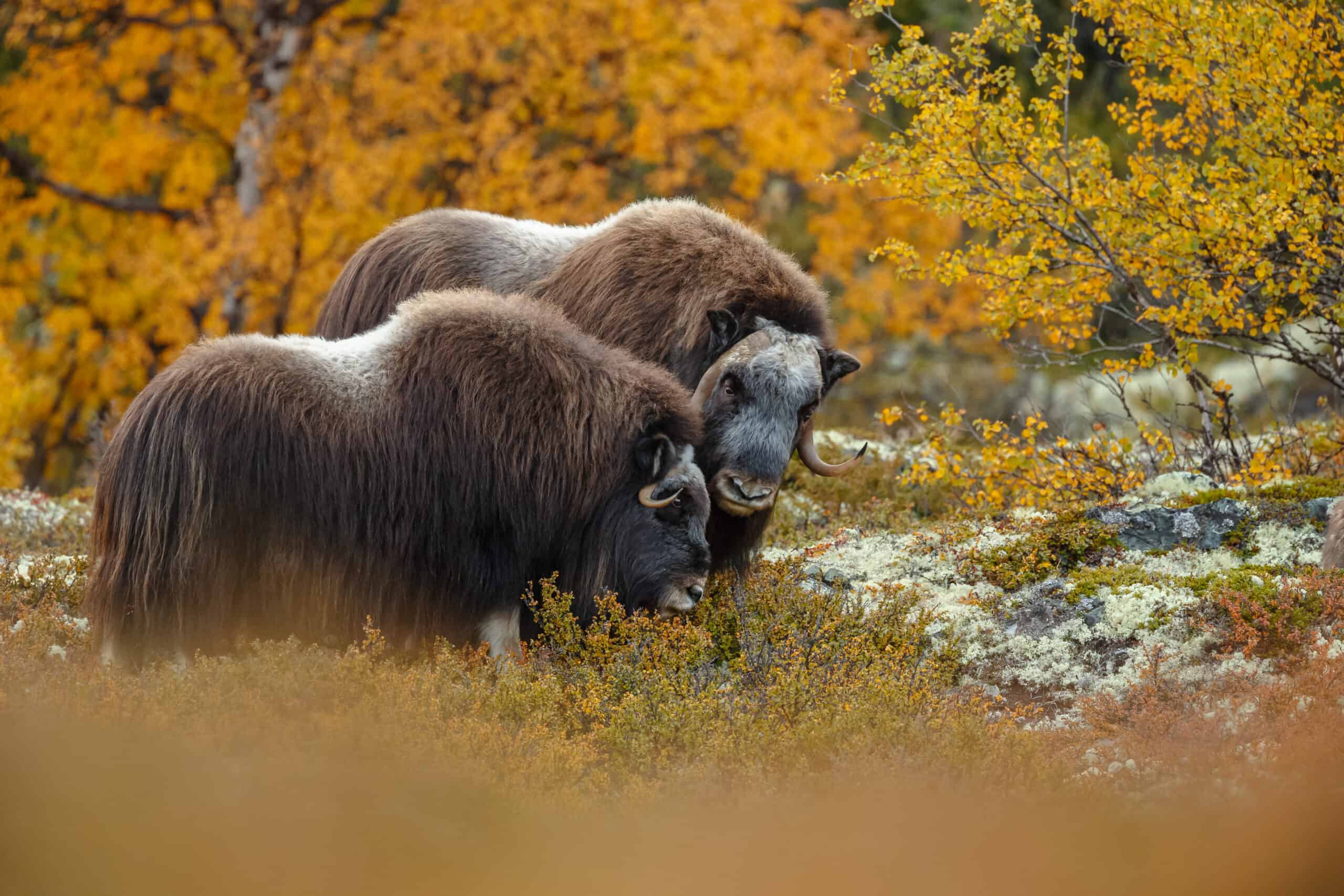 Musk Ox