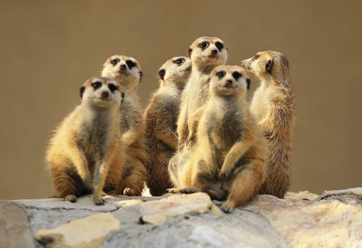 Meerkats