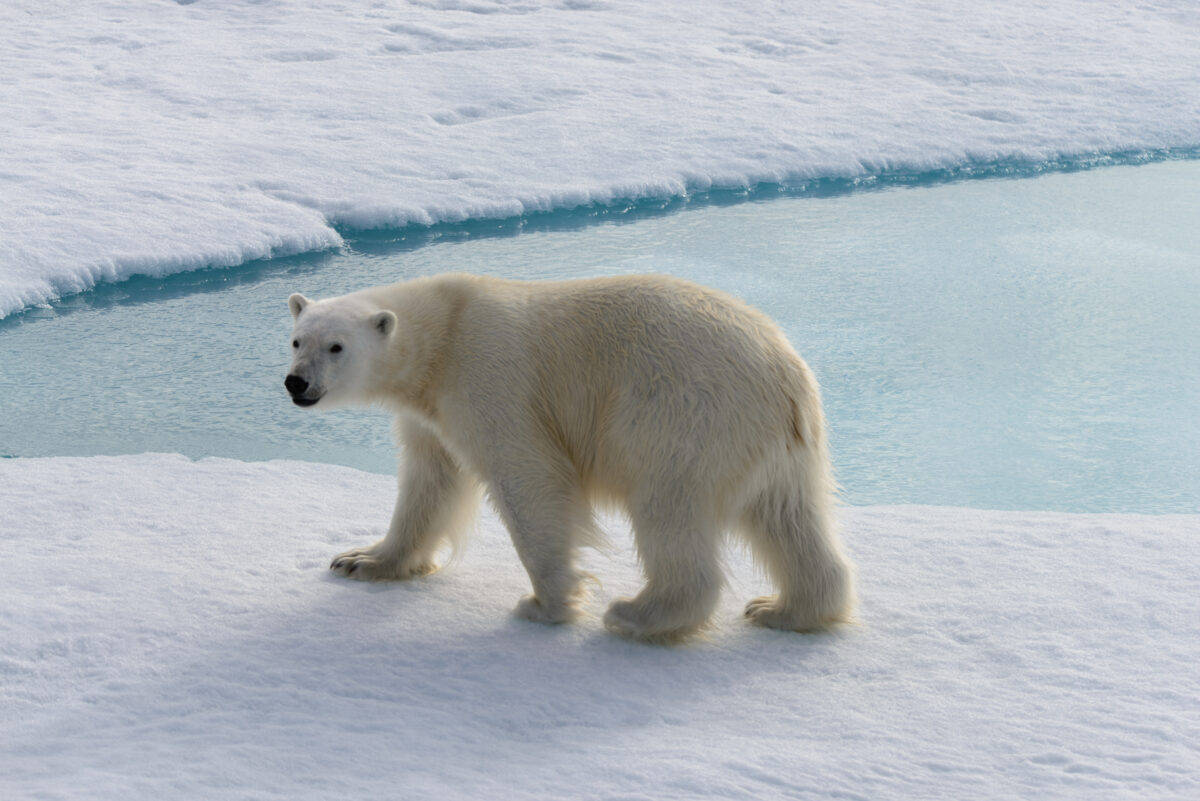 Polar bear (Ursus maritimus) on the pack ice north of Spitsberg 