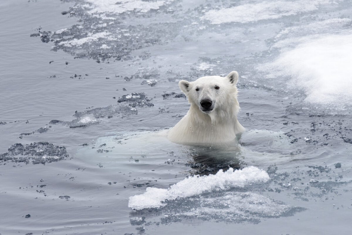 Polar bear (Ursus maritimus) swimming in Arctic sea close up. Polar bear (Ursus maritimus) swimming in Arctic sea close up.