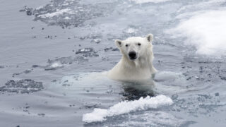 Polar bear (Ursus maritimus) swimming in Arctic sea close up. Polar bear (Ursus maritimus) swimming in Arctic sea close up.