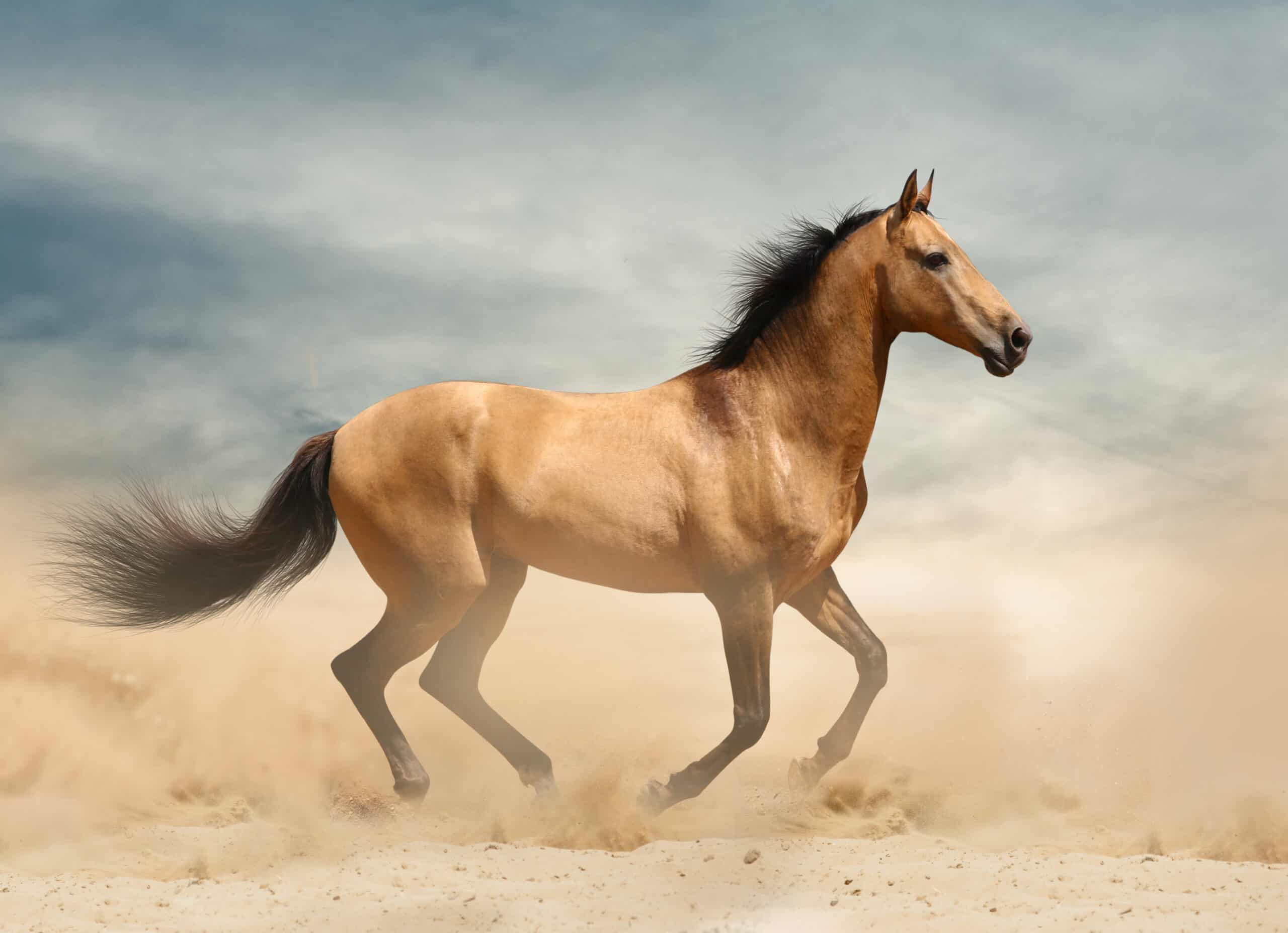 Mustang