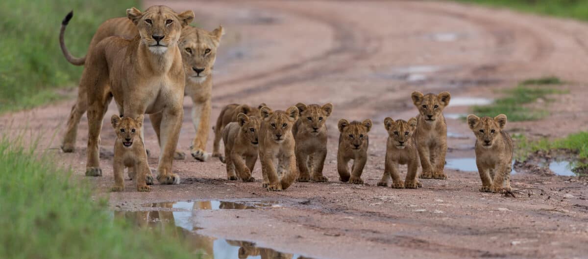 9 lion cubs alongside two females.