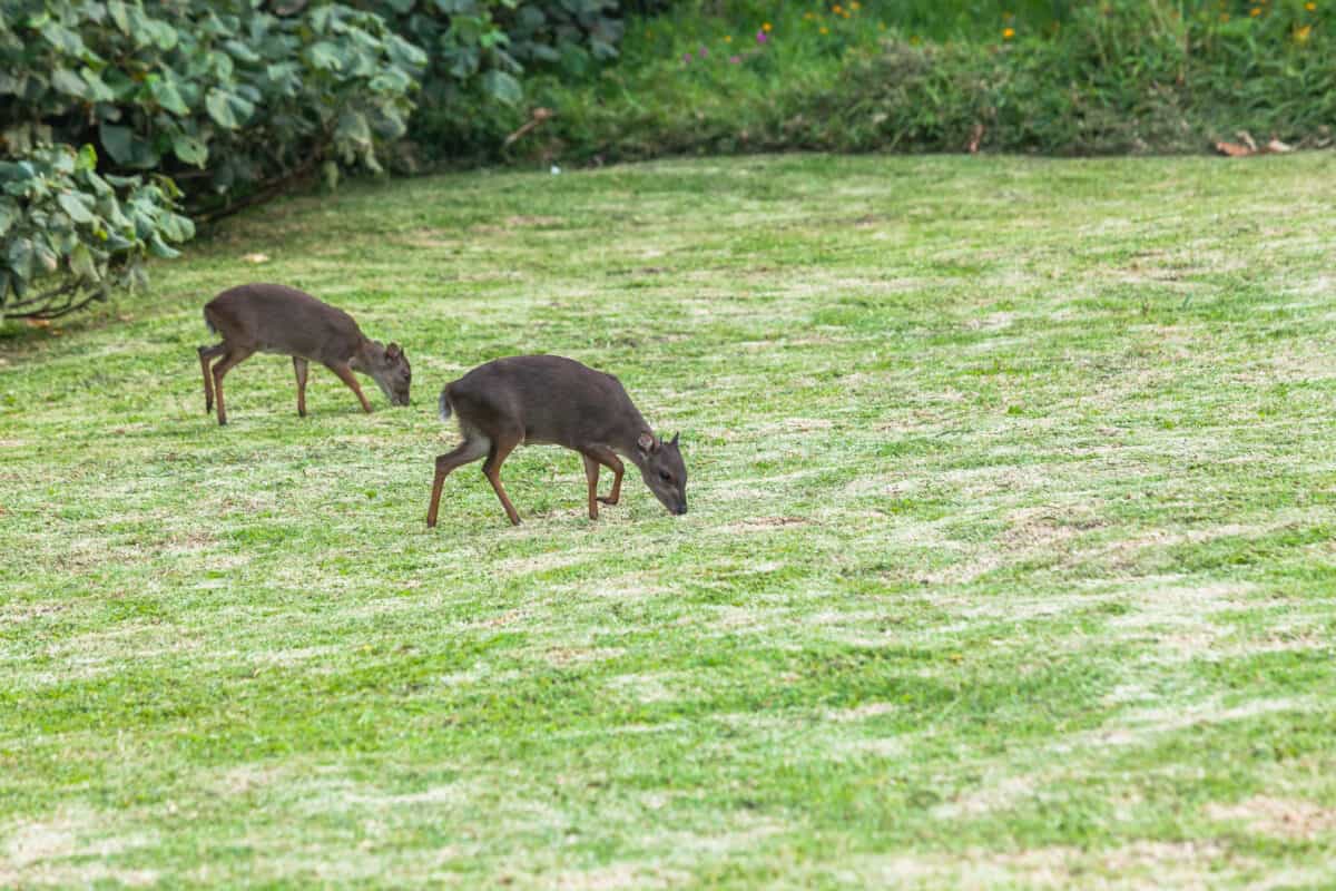 Wildlife two small blue duiker buck animals come out to eat late in the day from coastline trees bush habitat terrain.
