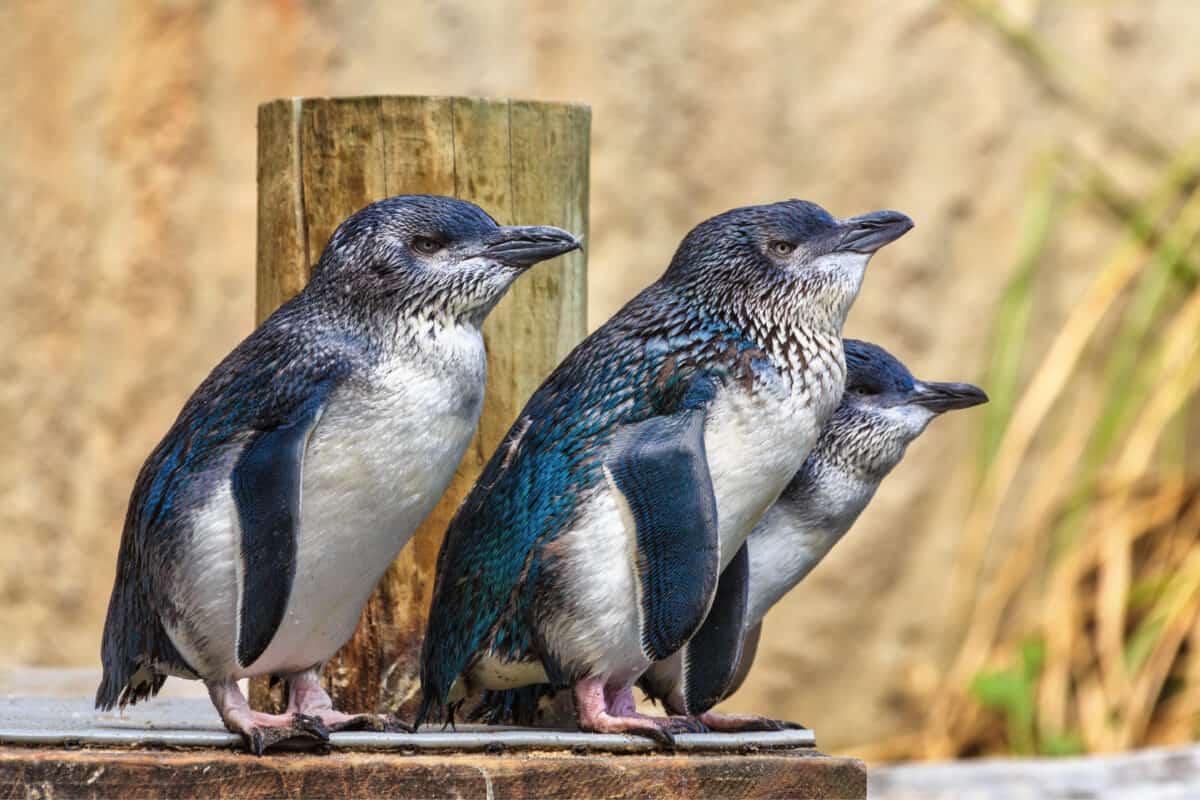 A group of little blue penguins, also known as fairy penguins, the world's smallest penguin species, photographed on a dock in New Zealand
