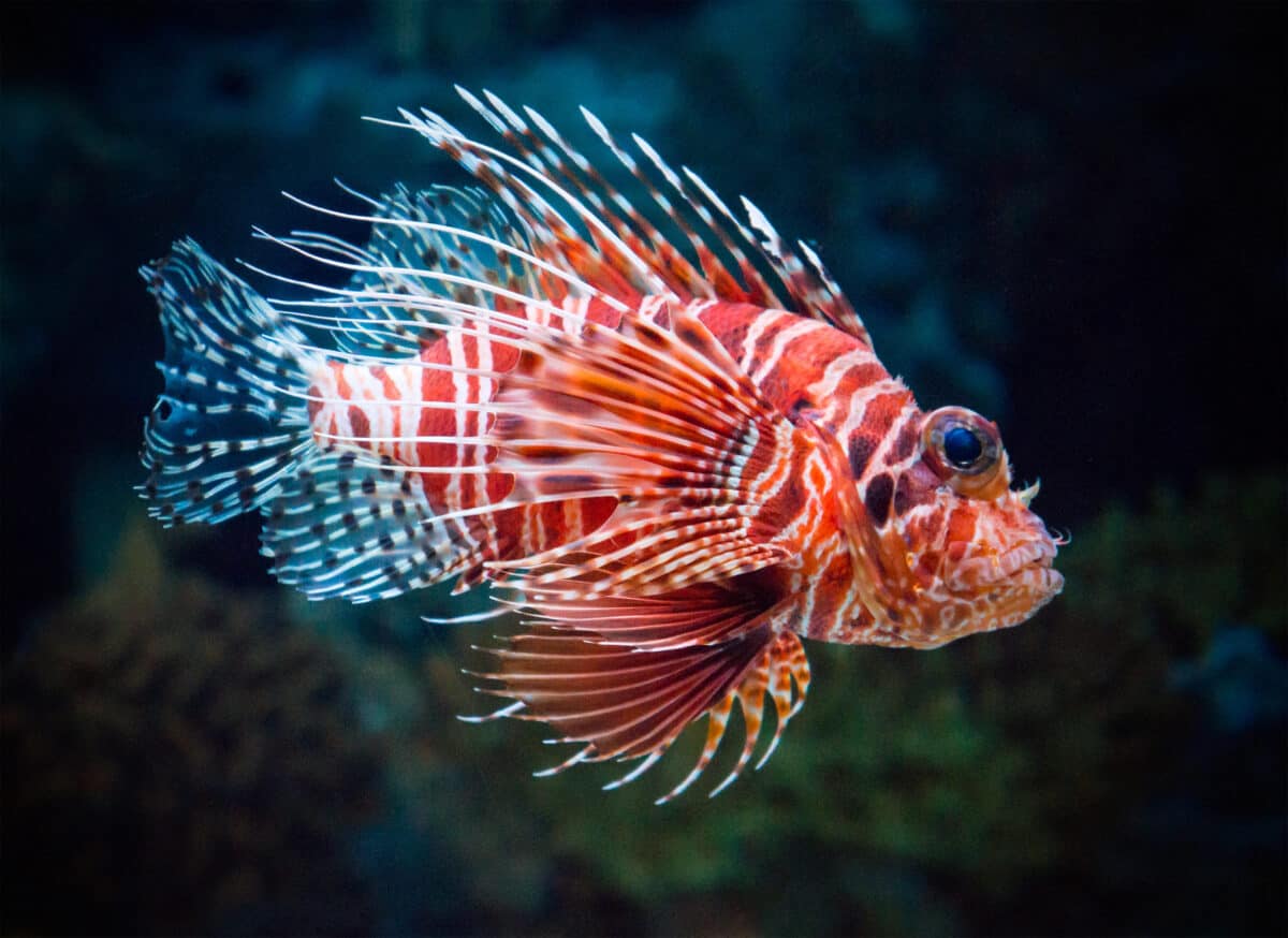 Lionfish 