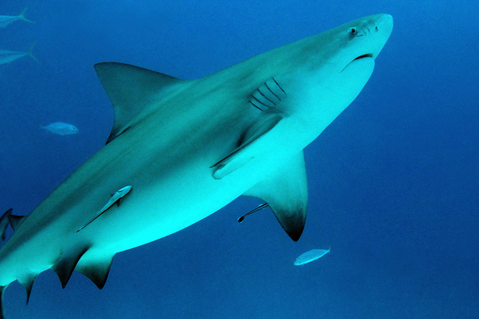 bull shark