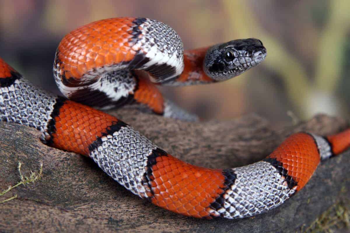 Coral Snake