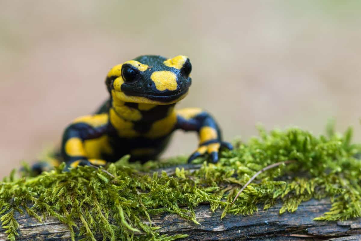 Spotted salamander