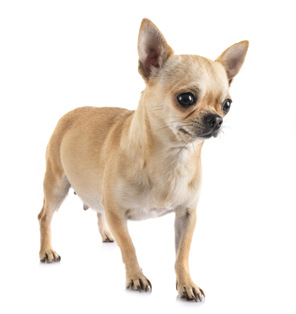 Pregnant chihuahua in front of white background.