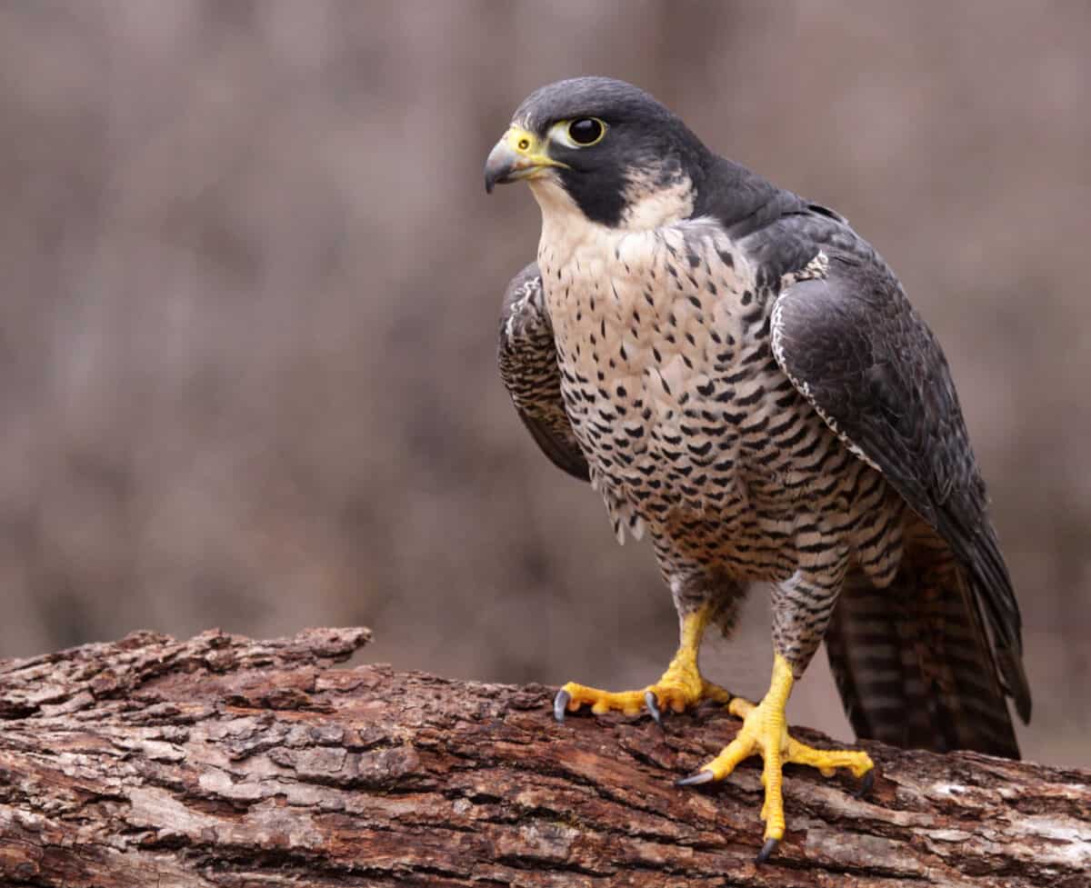 Angry Peregrine Falcon.