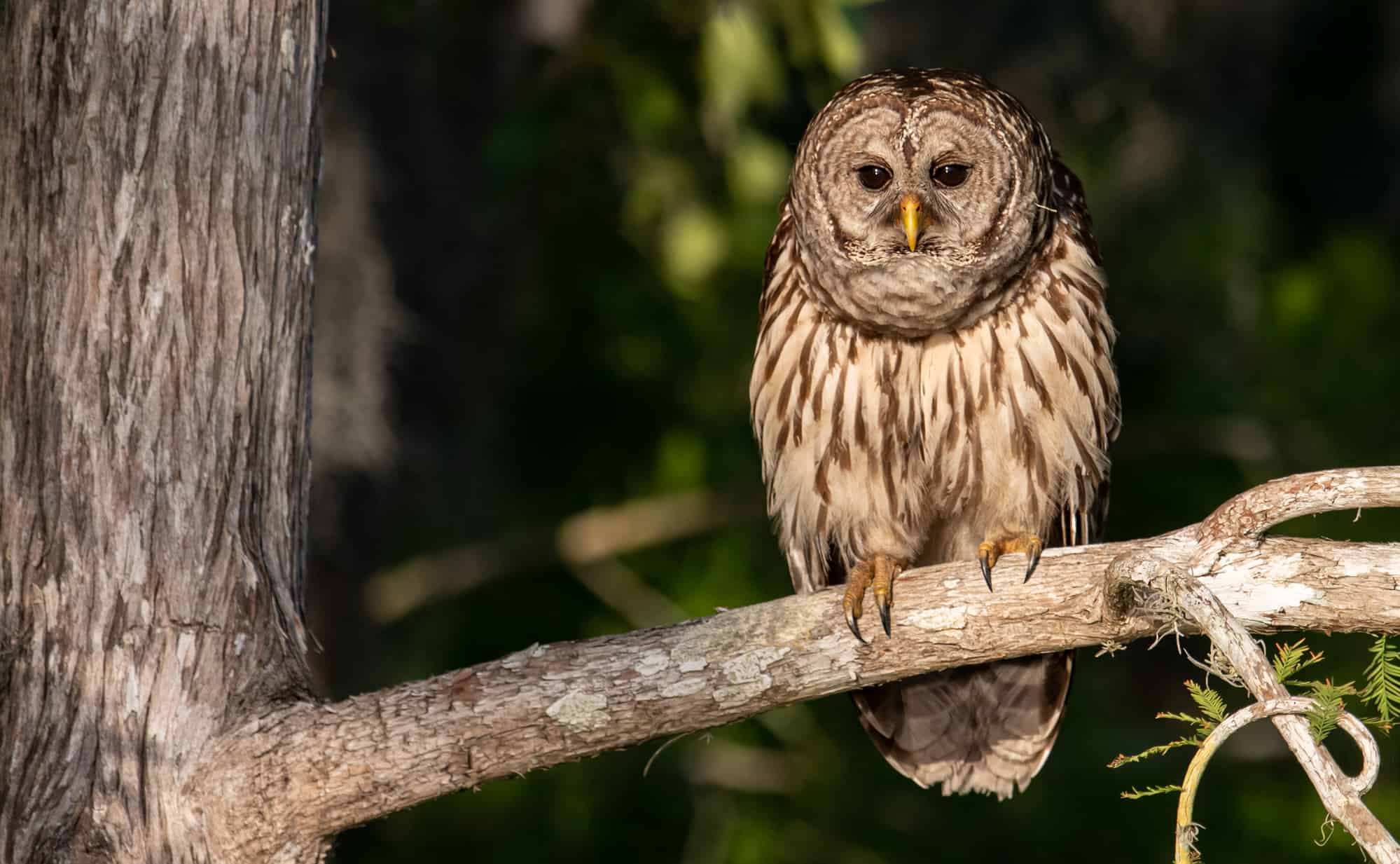 This Owl Can Turn Its Head 270 Degrees—Here’s How - Animals Around The ...