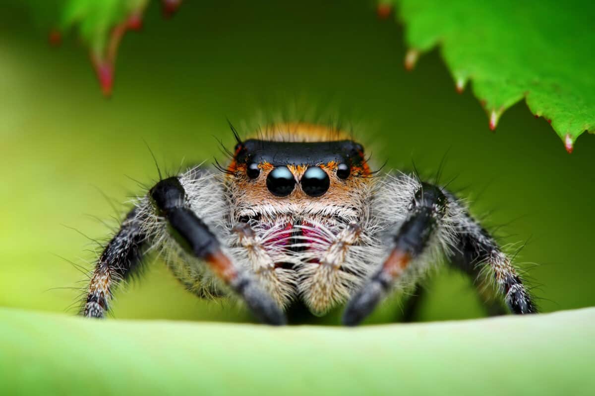 Pfauenspinne
